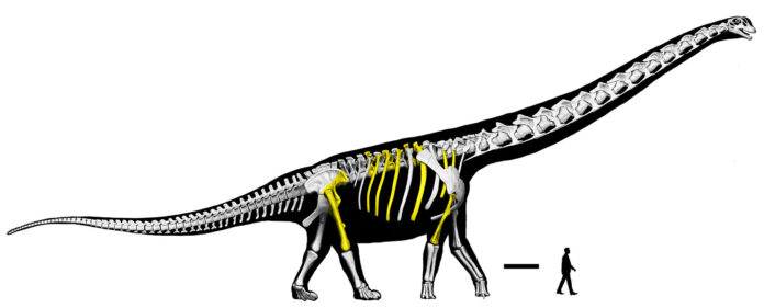 Un equipo de paleontólogos de varios países ha descubierto en Tailandia los restos del que han llamado 'el último titán', el dinosaurio más grande que se ha hallado hasta ahora en el sudeste asiático, que habitó la región hace unos 120 millones de años y que alcanzaba casi los 30 metros de largo y 27 toneladas de peso. En la imagen una reconstrucción artística del esqueleto. Imagen: Universidad de Londres.
