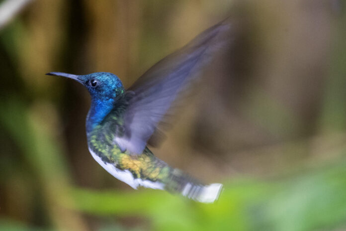 Fotografía de archivo de un colibrí, al noroccidente de Quito (Ecuador). EFE/José Jácome

