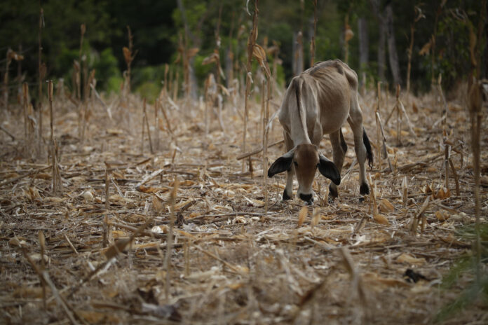 Fotografía de archivo, tomada en mayo de 2023, de una vaca en medio de un maizal árido, durante una sequía por el fenómeno de 'El Niño', en la Península de Azuero (Panamá). EFE/Bienvenido Velasco
