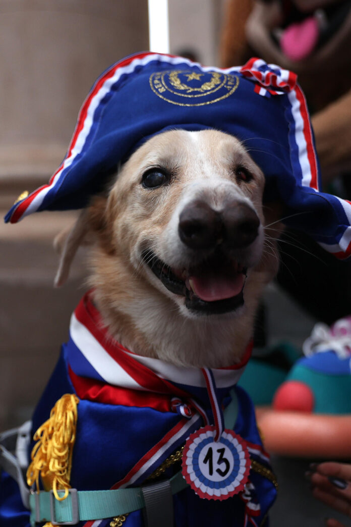 Fotografía que muestra un perro durante el desfile de la celebración del ‘Jagua Patriota’ (Jagua es perro en guaraní) este jueves, en Asunción (Paraguay). EFE/ Juan Pablo Pino
