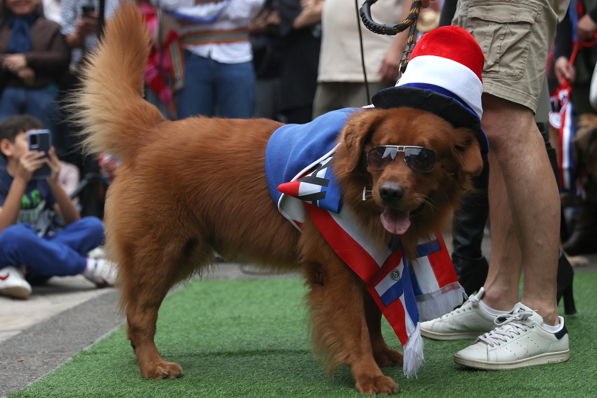 Fotografía que muestra un perro durante el desfile de la celebración del ‘Jagua Patriota’ (Jagua es perro en guaraní) este jueves, en Asunción (Paraguay). EFE/ Juan Pablo Pino
