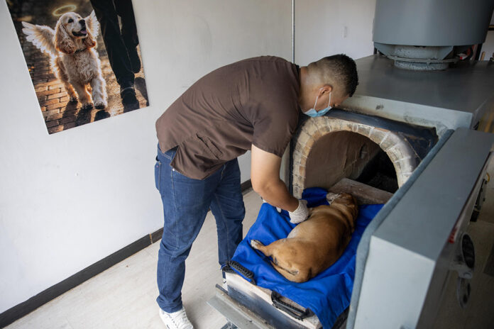 Michael Lee Morales acomoda el cuerpo de una mascota este martes, en el centro de cremación Pethelios en Managua (Nicaragua). EFE/ STR
