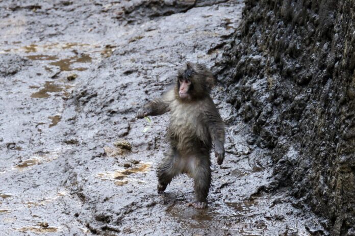 Imagen de archivo de Punch, un macaco macho, paseando por el zoológico y jardín botánico de la ciudad de Ichikawa, cerca de Tokio, Japón, el 25 de febrero de 2026.
EFE/EPA/FRANCK ROBICHON
