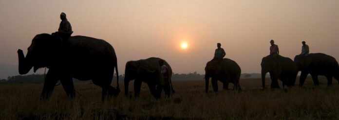 En la imagen de archivo, cuidadores de elefantes a lomos de sus animales llegan al parque nacional Kaziranga a la caída del sol. EFE/STRINGER

