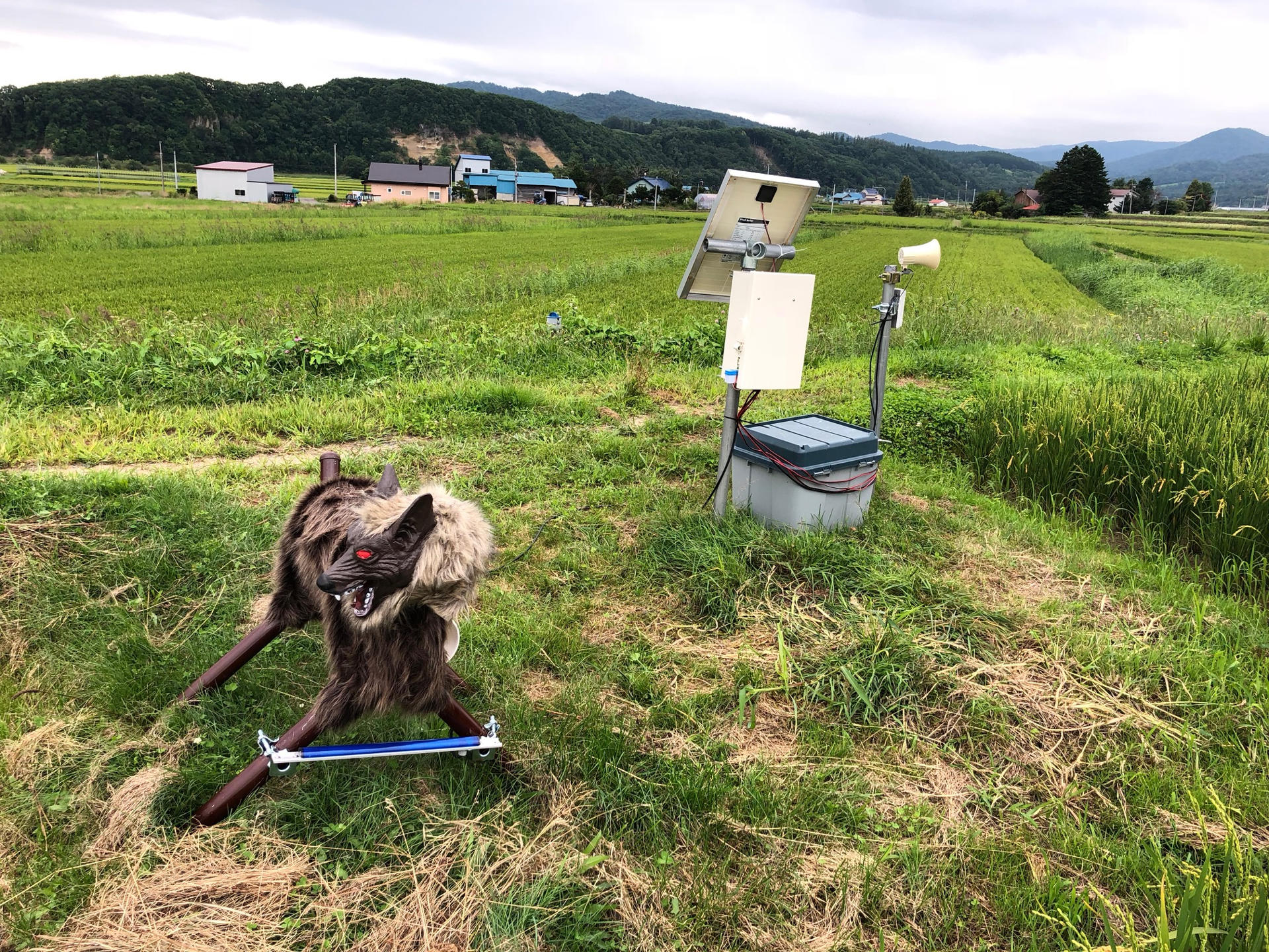 El lobo robot 'Monster Wolf', creado por una pequeña fábrica japonesa, se ha convertido en un codiciado aliado para espantar osos cada vez más demandado mientras crecen los ataques y avistamientos en el archipiélago. EFE/ Wolf Kamui SOLO USO EDITORIAL/SOLO DISPONIBLE PARA ILUSTRAR LA NOTICIA QUE ACOMPAÑA (CRÉDITO OBLIGATORIO)

