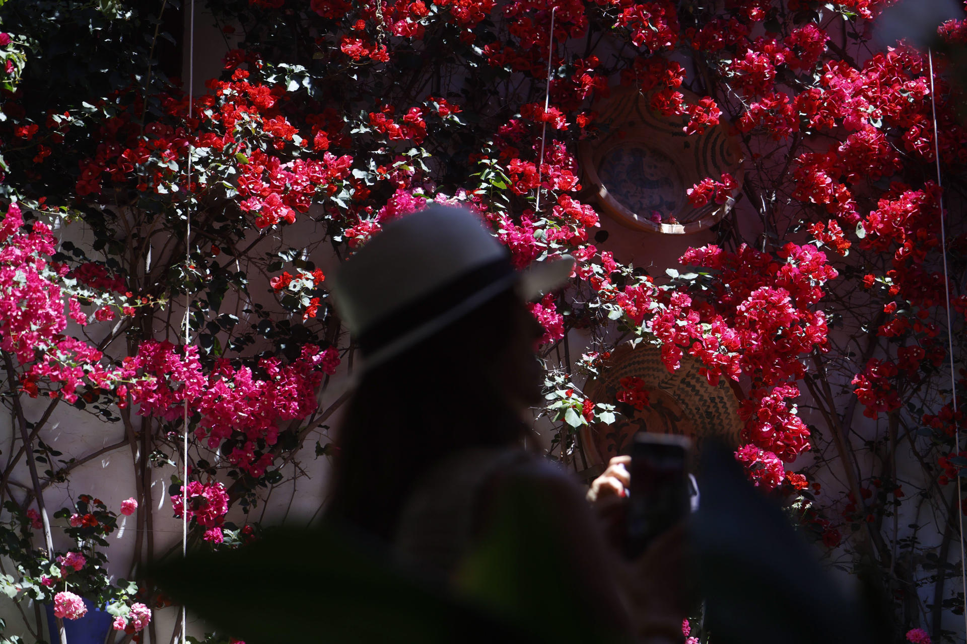 Una mujer visita el patio de San Rafael 7, en Córdoba. Los Patios de Córdoba han cerrado sus puertas tras concluir la edición del Festival de 2026 con un descenso en el número de visitantes alejado de objetivo del millón de personas, cifra que se superó en la edición del pasado año. EFE/Salas

