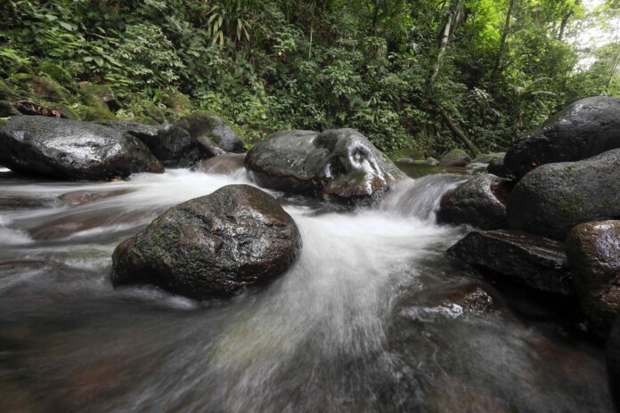 En la imagen de archivo, vista de un bosque tropical en la zona de Guápiles en el atlántico costarricense. EFE/Jeffrey Arguedas
