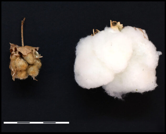 Comparación morfológica entre cápsulas de algodón silvestre (izquierda) y domesticado (derecha), en las que se observan semillas cubiertas de pelos. Crédito: Corrinne Grover./Imagen cedida por PNAS.
