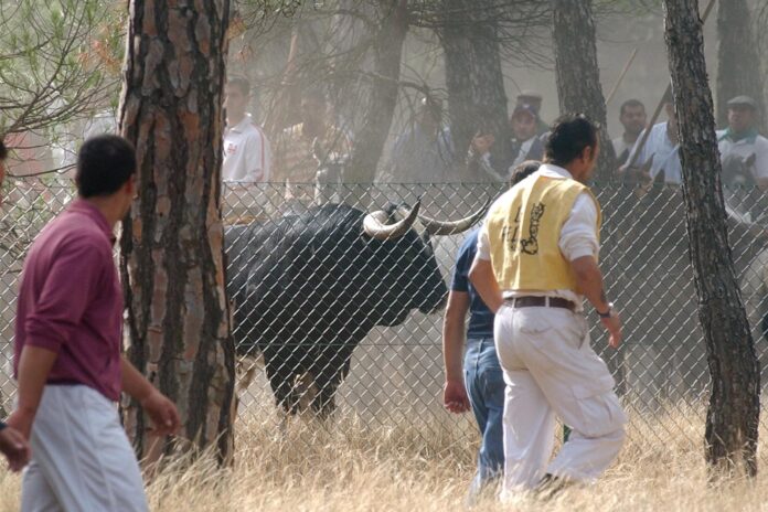 Imagen del tradicional torneo del Toro de la Vega, celebrado en 2004 en Tordesillas, ante unas 30.000 personas con motivo de la Feria y Fiesta de la Virgen de la Peña. EFE/Nacho Gallego/Archivo.
