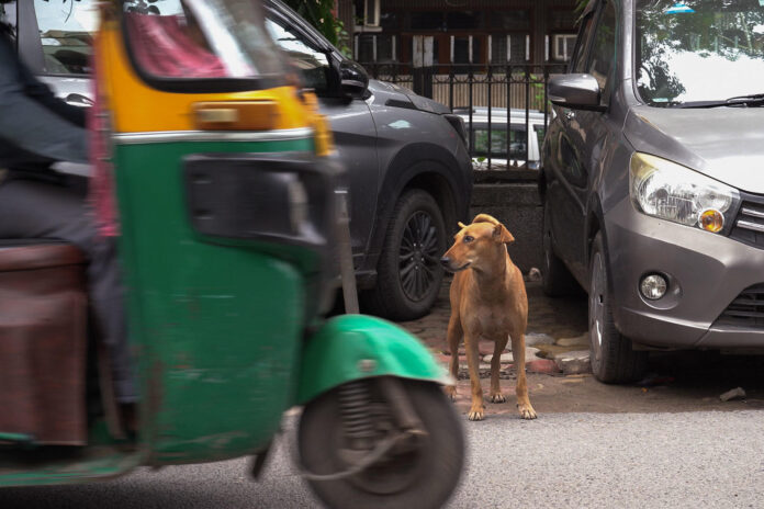 Imagen de archivo de un perro callejero en la India. EFE/Lucía Goñi
