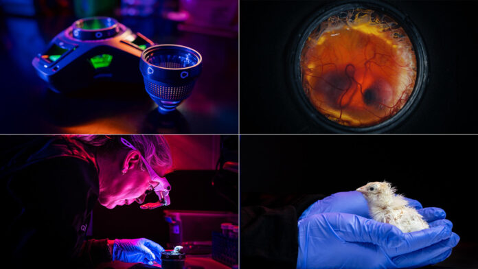De izquierda a derecha: dispositivo Colossal para la incubación de huevos artificiales; embrión sano; pollito nacido del dispositivo; primer primer plano del polluelo. Crédito: Colossal Biosciences.
