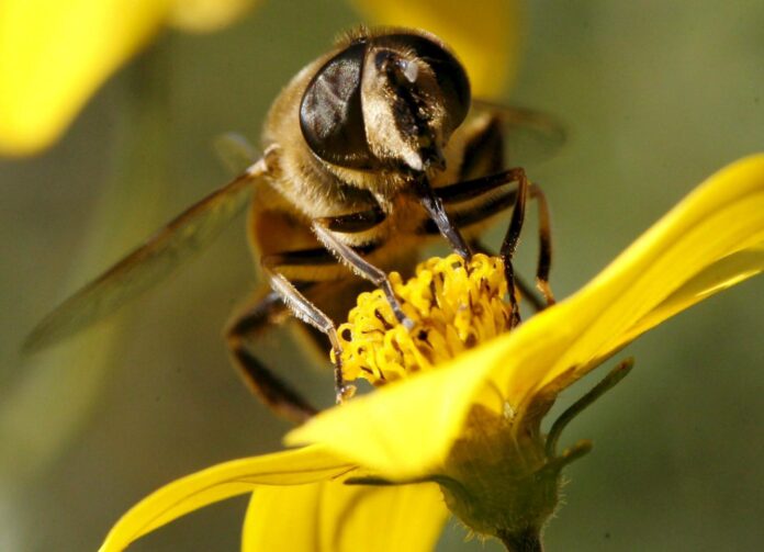 En la imagen de archivo, una abeja recoge el néctar en Tagelswangen, Suiza. EFE/Steffen Schmidt
