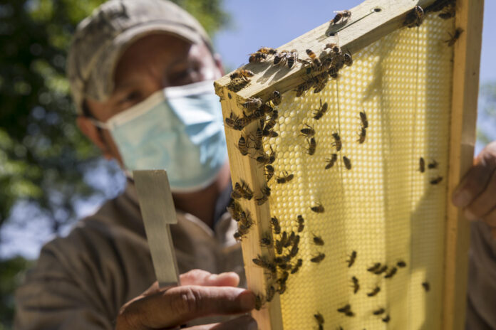 Las abejas son un eje clave para la seguridad alimentaria de América Latina y el Caribe, una región golpeada por los déficits nutricionales y el avance voraz de la pérdida de biodiversidad que fragmenta los hábitats de esos 