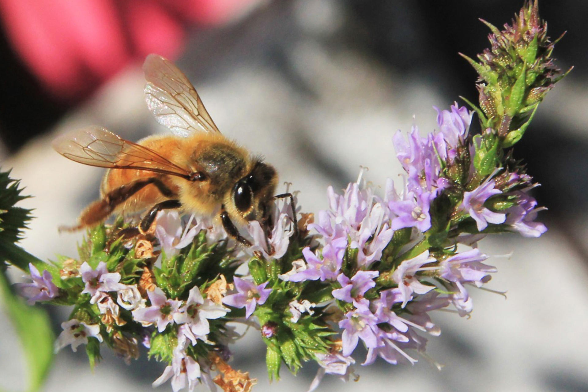 Las abejas son un eje clave para la seguridad alimentaria de América Latina y el Caribe, una región golpeada por los déficits nutricionales y el avance voraz de la pérdida de biodiversidad que fragmenta los hábitats de esos "nobles animales". EFE/ FAO Max Valencia/
