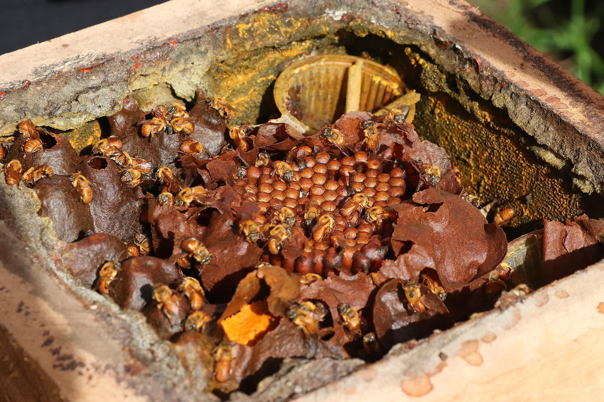 Las abejas son un eje clave para la seguridad alimentaria de América Latina y el Caribe, una región golpeada por los déficits nutricionales y el avance voraz de la pérdida de biodiversidad que fragmenta los hábitats de esos "nobles animales". EFE/ FAO Ronaldo Rosa
