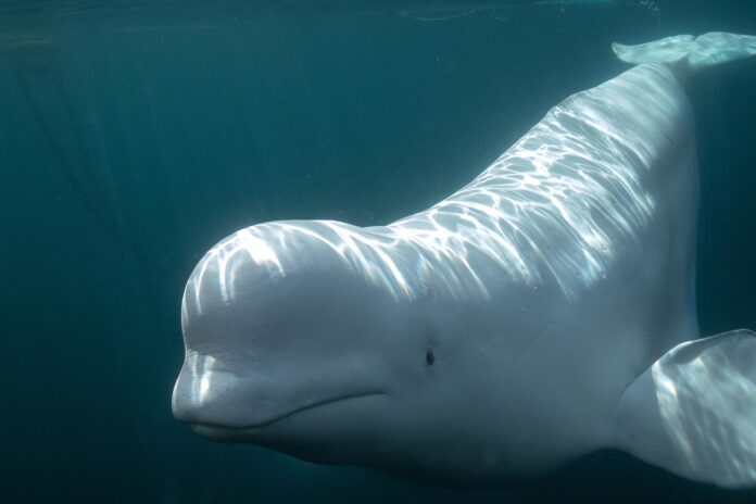 Imagen de una ballena beluga. Crédito:  Marine Mind/Abigail Carleen Dahl.
