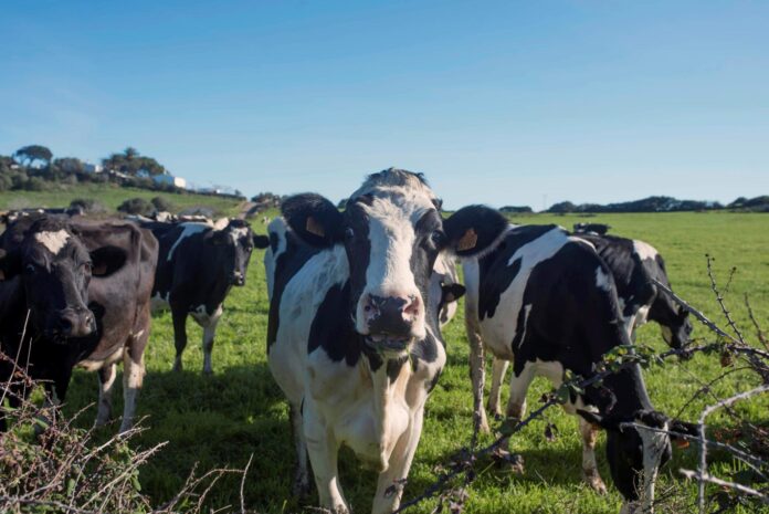 En la imagen de archivo, varias vacas. EFE/David Arquimbau Sintes
