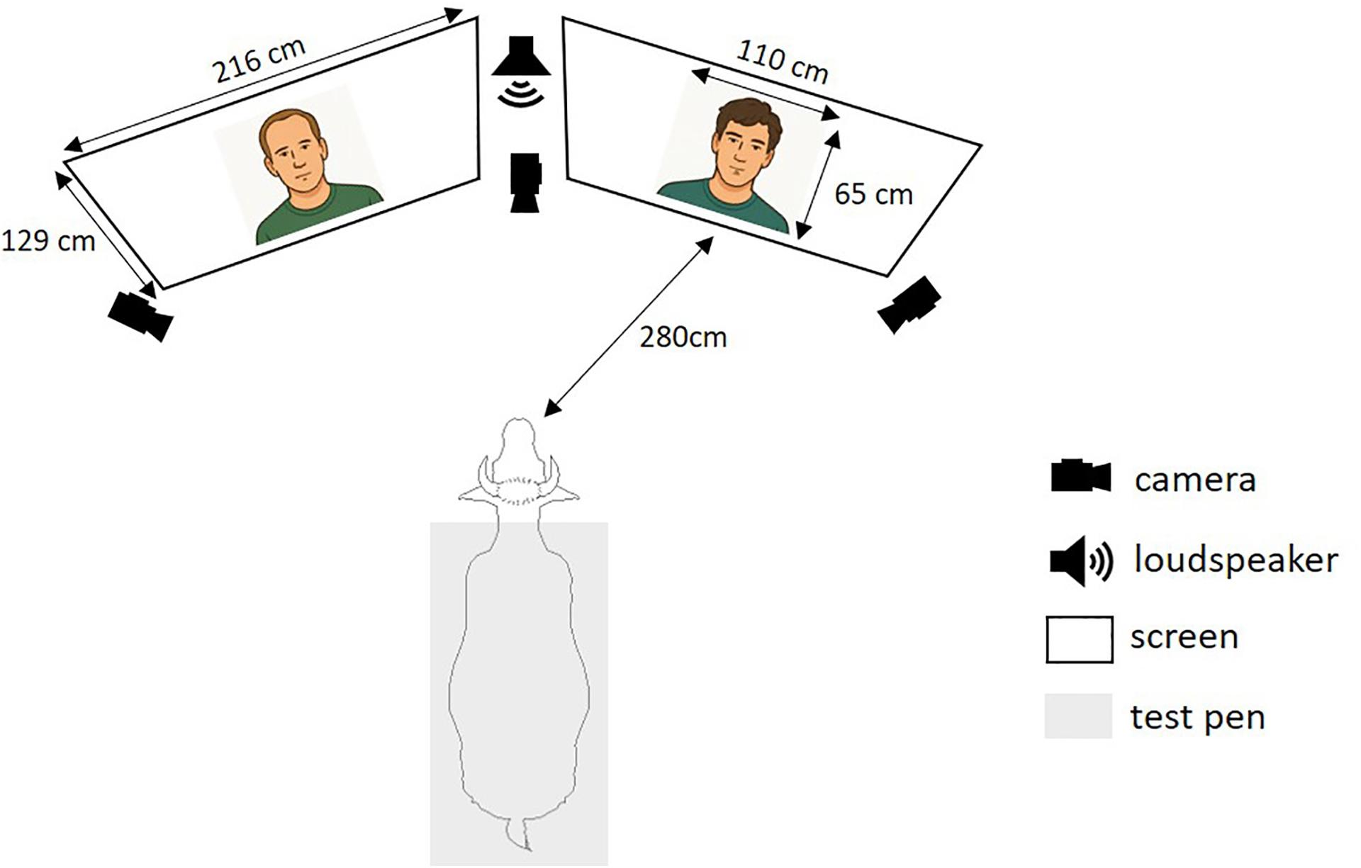Montaje experimental para pruebas de preferencia visual e intermodales. La vaca se situó en el centro, entre dos pantallas, que cada una mostraba un vídeo del rostro de una persona: uno conocido y otro desconocido para el animal.  Unas cámaras grabaron las respuestas conductuales durante la prueba. Crédito: Michaud et al., 2026, PLOS One
