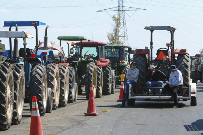 En los últimos ciclos agrícolas, organizaciones de productores han exigido precios de garantía más altos, subsidios para la comercialización del grano y mecanismos de apoyo frente a la volatilidad del mercado y las condiciones climáticas adversas, especialmente tras episodios de sequía que han afectado la producción en el noroeste de México. Imagen de archivo. EFE/Luis Ramírez
