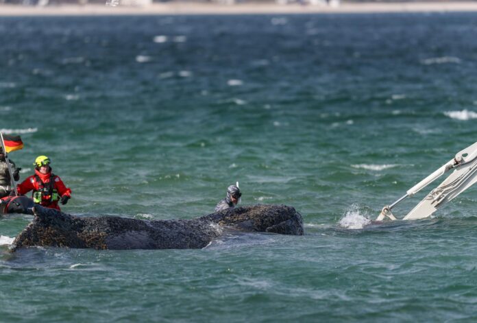Timmendorfer Strand (Germany), .- Imagen de archivo del pasado mes de marzo de la ballena jorobada en las aguas del mar Báltico. EFE/EPA/SELIM SUDHEIMER
