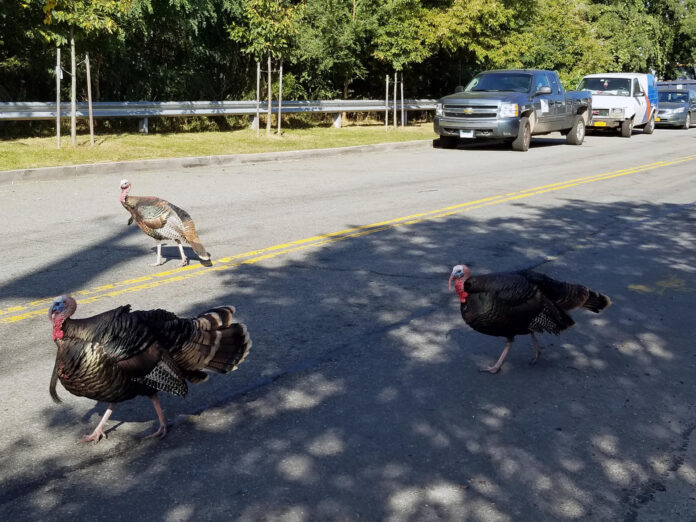 Pavos salvajes cruzando la carretera en Staten Island en Nueva York. Crédito:  Dr. Dave Kenny, VMD/SOLO USO EDITORIAL
