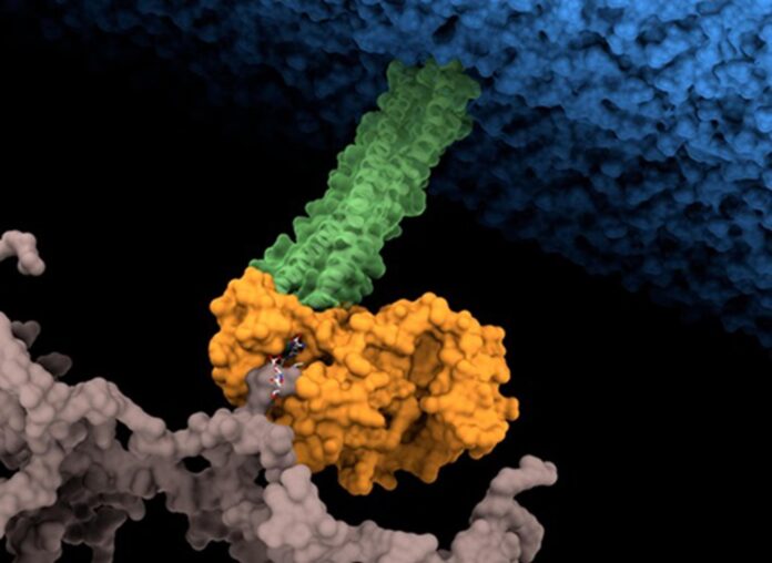 Representación del anclaje entre la membrana externa (azul) y la pared celular (gris) de P. aeruginosa. La proteína PA2854 (naranja) conecta la proteína OprI (verde) a la pared, uniendo las dos capas a modo de “remache” que refuerza la “impermeabilidad” de la bacteria a los antibióticos. / J.A Hermoso.
