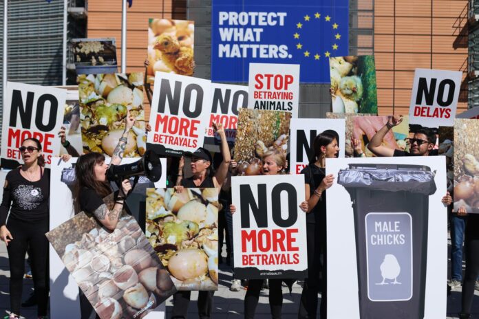 Activistas por los derechos de los animales se manifiestan durante la protesta «Marcha de los Traidores» cerca de la sede de la Comisión Europea en Bruselas. Organizada por Animal Equality, la acción criticó a la Comisión Europea por no publicar aún la revisión más amplia de las normas de bienestar animal de la UE, que según los activistas se prometió tras el apoyo público a una mayor protección en toda la Unión Europea. Los manifestantes acusaron a la Comisión Europea de no impulsar las reformas propuestas en materia de bienestar animal, incluidas las medidas relacionadas con la eliminación progresiva de las jaulas y el fin del sacrificio de pollitos machos. (Protestas, Bélgica, Bruselas) EFE/EPA/OLIVIER HOSLET
