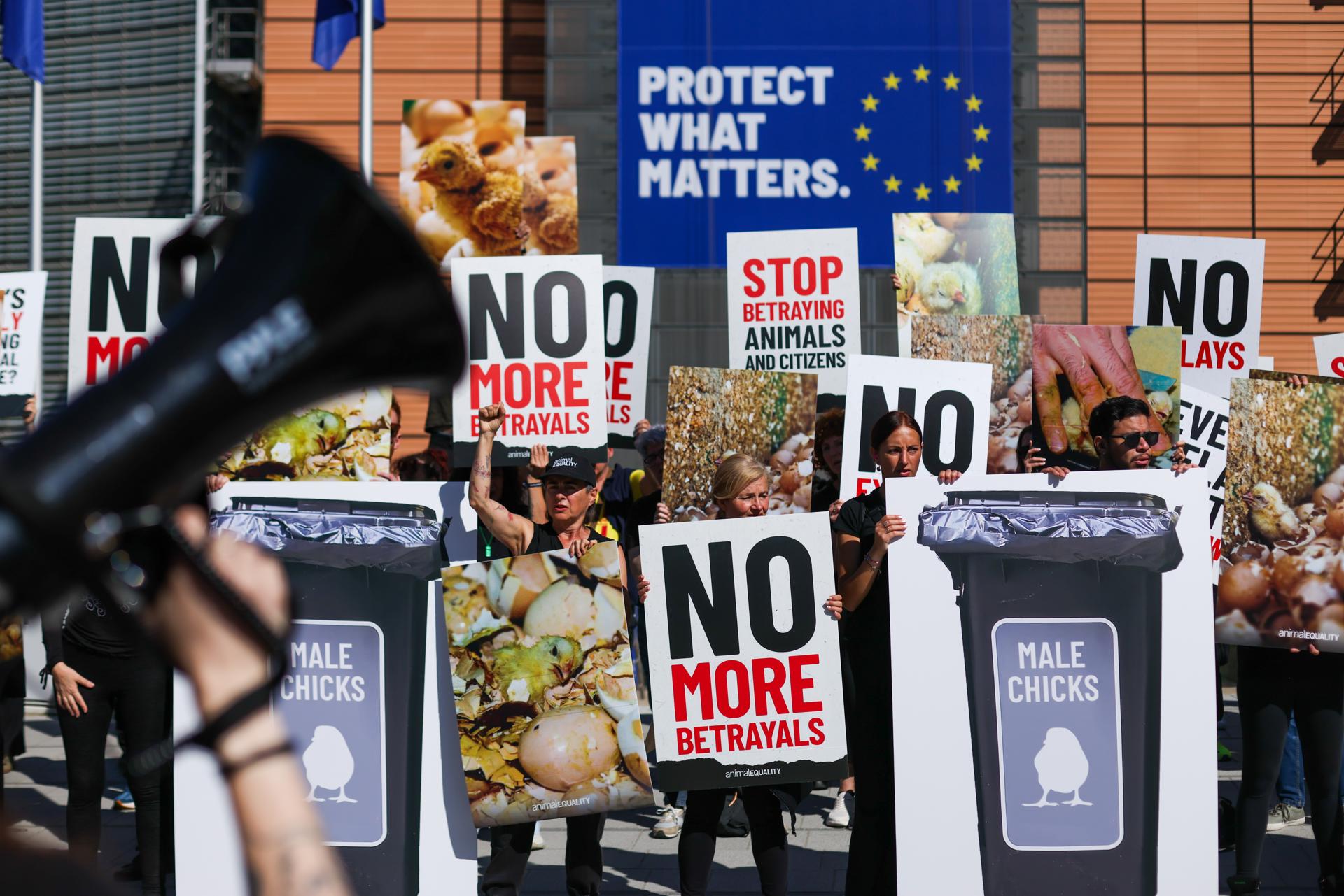 Activistas por los derechos de los animales se manifiestan durante la protesta «Marcha de los Traidores» cerca de la sede de la Comisión Europea en Bruselas. Organizada por Animal Equality, la acción criticó a la Comisión Europea por no publicar aún la revisión más amplia de las normas de bienestar animal de la UE, que según los activistas se prometió tras el apoyo público a una mayor protección en toda la Unión Europea. Los manifestantes acusaron a la Comisión Europea de no impulsar las reformas propuestas en materia de bienestar animal, incluidas las medidas relacionadas con la eliminación progresiva de las jaulas y el fin del sacrificio de pollitos machos. (Protestas, Bélgica, Bruselas) EFE/EPA/OLIVIER HOSLET
