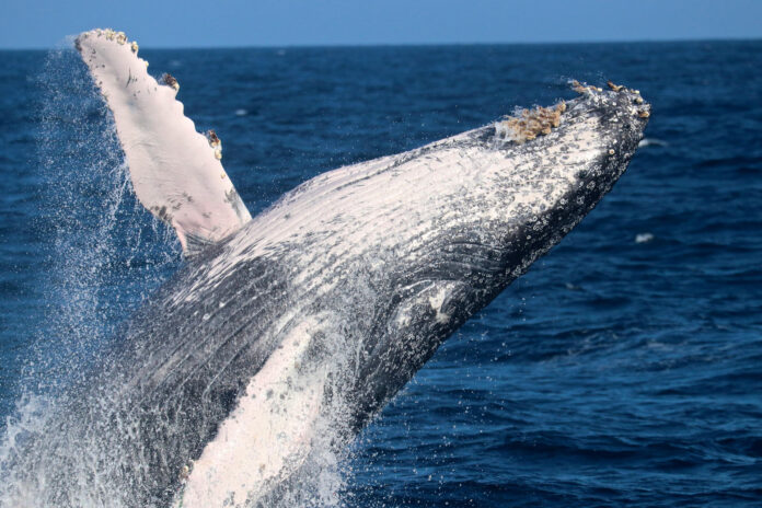 Fotografía cedida por Pacific Whale Foundation / Palo Santo Travel que muestra el salto de una Ballena Jorobada. EFE/ Pacific Whale Foundation / Palo Santo Travel

