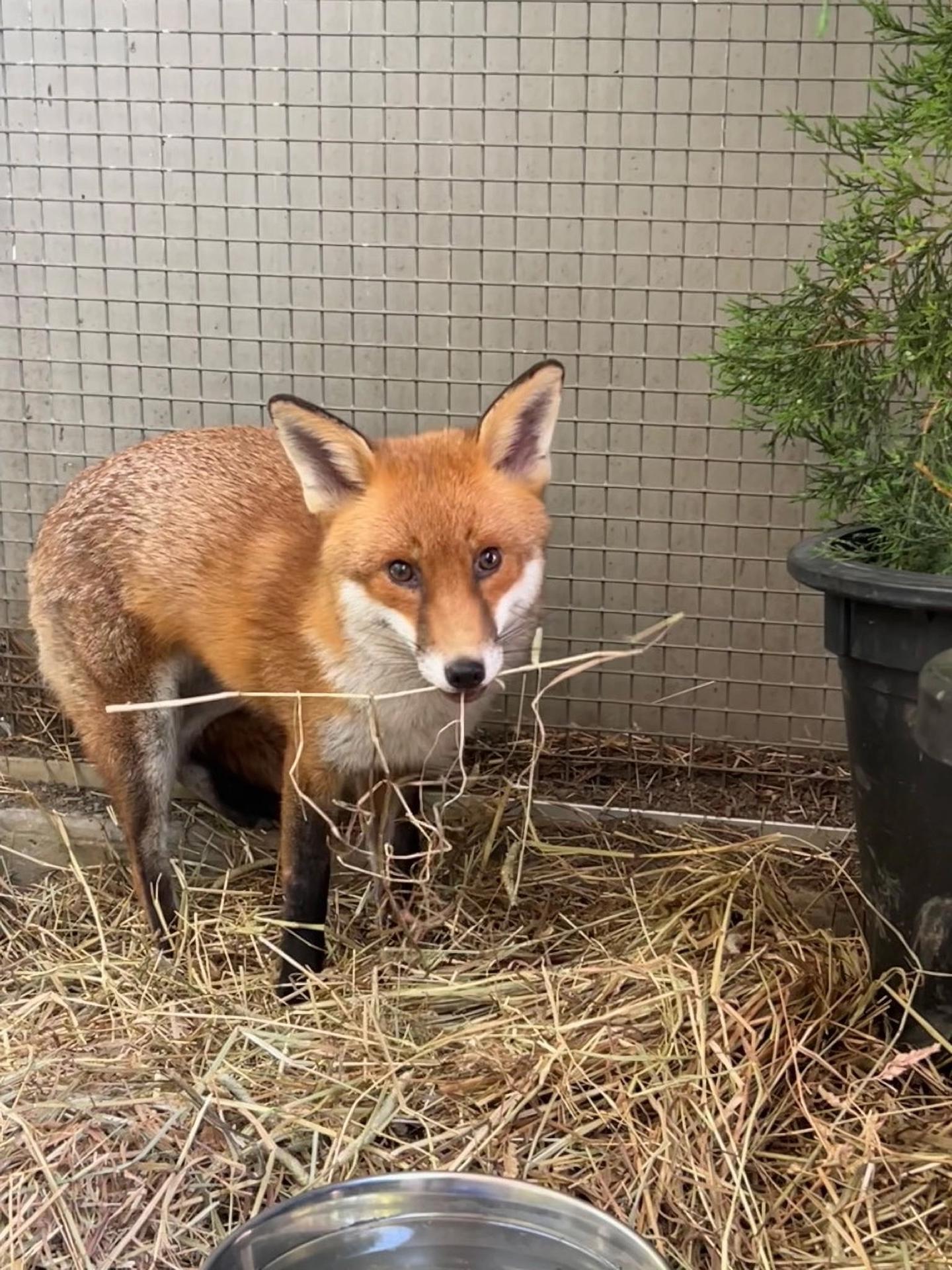 Fotografía cedida por el zoológico de El Bronx de Basil, un zorro rojo macho de unos dos años. EFE/Bronx Zoo /SOLO USO EDITORIAL /NO VENTAS /SOLO DISPONIBLE PARA ILUSTRAR LA NOTICIA QUE ACOMPAÑA /CRÉDITO OBLIGATORIO
