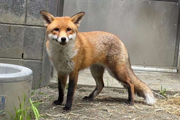 Fotografía cedida de Basil, un zorro rojo macho de unos dos años. EFE/Bronx Zoo

