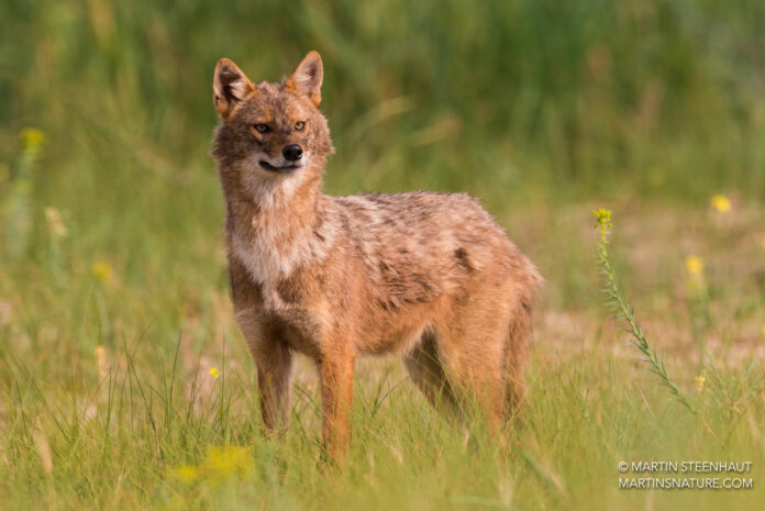 El declive del lobo en Norteamérica ha aumentado la población de coyotes, y en Europa podría pasar lo mismo con el chacal común, según advierte hoy una investigación internacional, que calcula que esta especie podría colonizar el 75% del territorio europeo, un espacio seis veces superior al que ocupa ahora. Fotografía de un de chacal común en Europa cedida por Martin Steenhaut.
