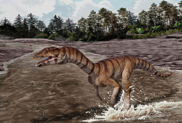 Reconstrucción del Labrujasuchus expectatus, Crédito: Artwork by Jorge Gonzalez, copyright NHMLAC Dinosaur Institute.
