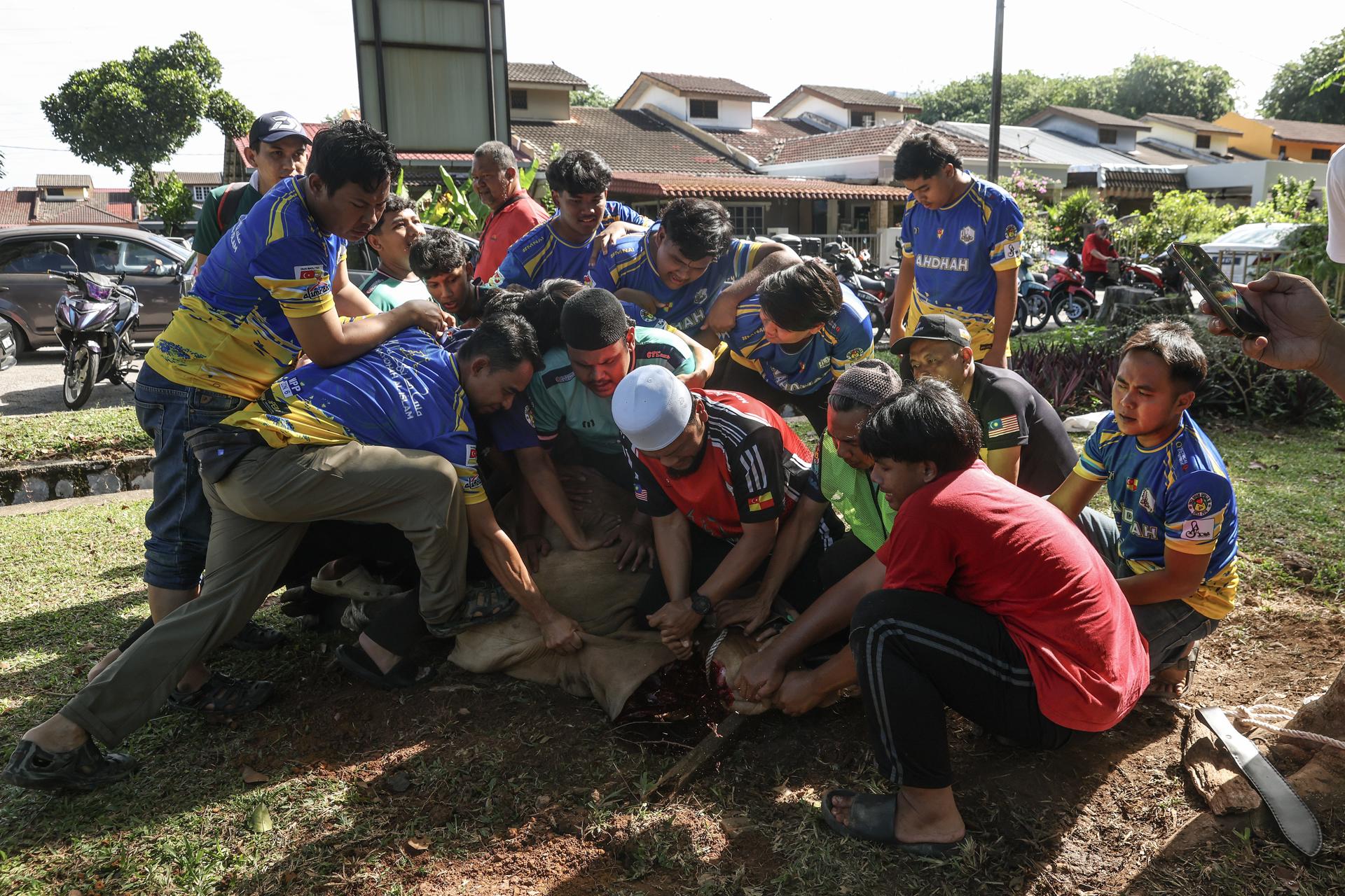 SHAH ALAM (Malasia), 27/05/2026.- Personas sacrifican una vaca durante el Eid al-Adha en Shah Alam, en las afueras de Kuala Lumpur, Malasia, el 27 de mayo de 2026.
EFE/EPA/FAZRY ISMAIL