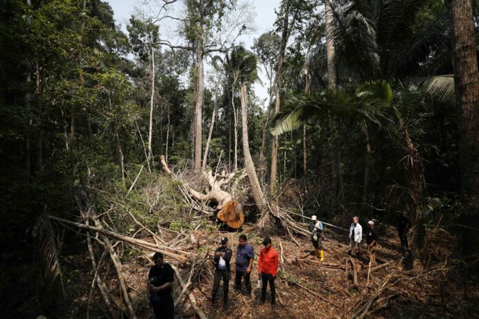 Fotografía de archivo de un árbol talado de Shihuahuaco, en la selva de Madre de Dios (Perú). EFE/Paolo Aguilar
