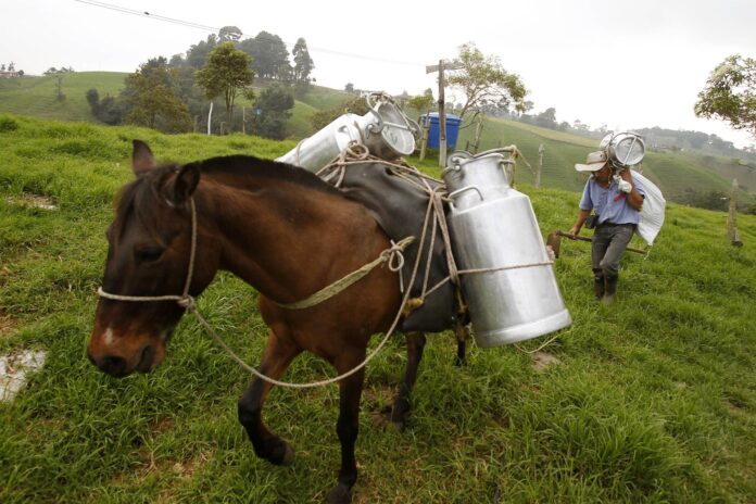 Fotografía de archivo de un campesino que acompaña a un caballo cargado con cantinas para la recolección de leche en San Pedro de los Milagros (Colombia). EFE/Luis Noriega
