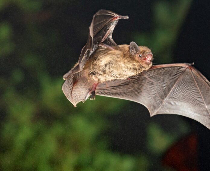 Imagen de un murciélago (Pipistrellus pygmaeus). Crédito: Christian Giese
