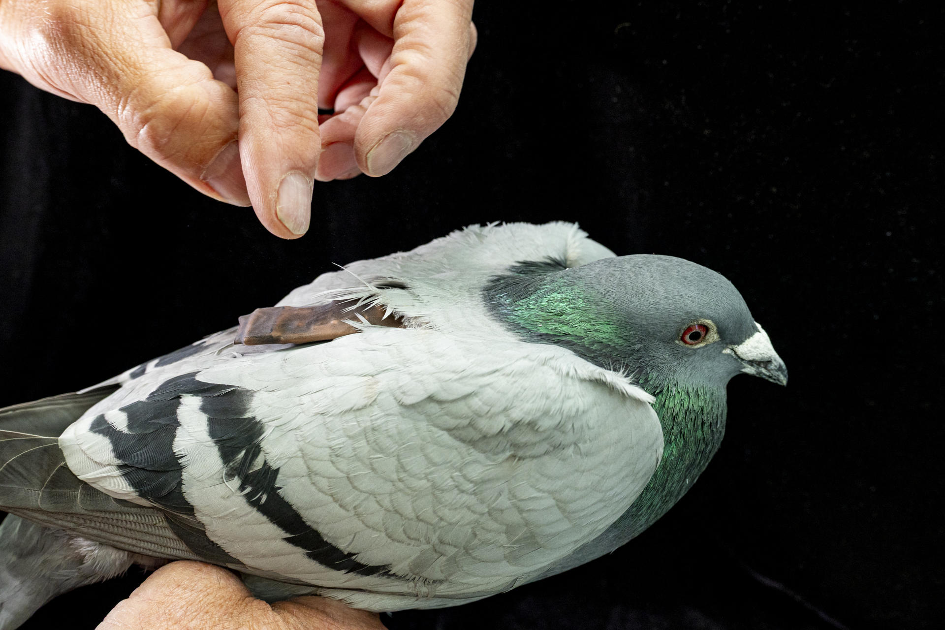 Imagen cedida por el Instituto Max Planck de Comportamiento Animal, en Alemania, donde se aprecia el marcaje y la suelta de una paloma mensajera utilizada en el presente estudio. EFE
