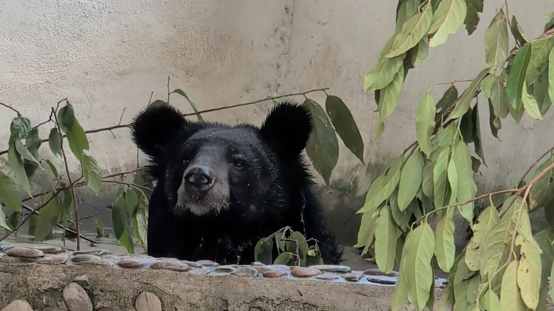 Una veintena de osos negros asiáticos fueron rescatados de una granja ilegal en el norte de Laos, en el mayor operativo del Sudeste Asiático contra las fábricas de bilis, instalaciones donde se les extrae esta sustancia, popular en la medicina tradicional china, mediante métodos invasivos y dolorosos. Las instalaciones, registradas como zoológico para eludir la regulación estatal, mantenían 27 osos confinados en "jaulas diminutas", según informó la organización conservacionista internacional Free the Bears (traducida como Liberen a los osos), responsable del rescate junto a las autoridades de Laos. EFE/Free the Bears/SOLO USO EDITORIAL/SOLO DISPONIBLE PARA ILUSTRAR LA NOTICIA QUE ACOMPAÑA (CRÉDITO OBLIGATORIO)
