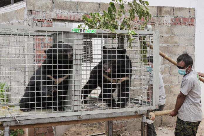 Una veintena de osos negros asiáticos fueron rescatados de una granja ilegal en el norte de Laos, en el mayor operativo del Sudeste Asiático contra las fábricas de bilis, instalaciones donde se les extrae esta sustancia, popular en la medicina tradicional china, mediante métodos invasivos y dolorosos. Las instalaciones, registradas como zoológico para eludir la regulación estatal, mantenían 27 osos confinados en 