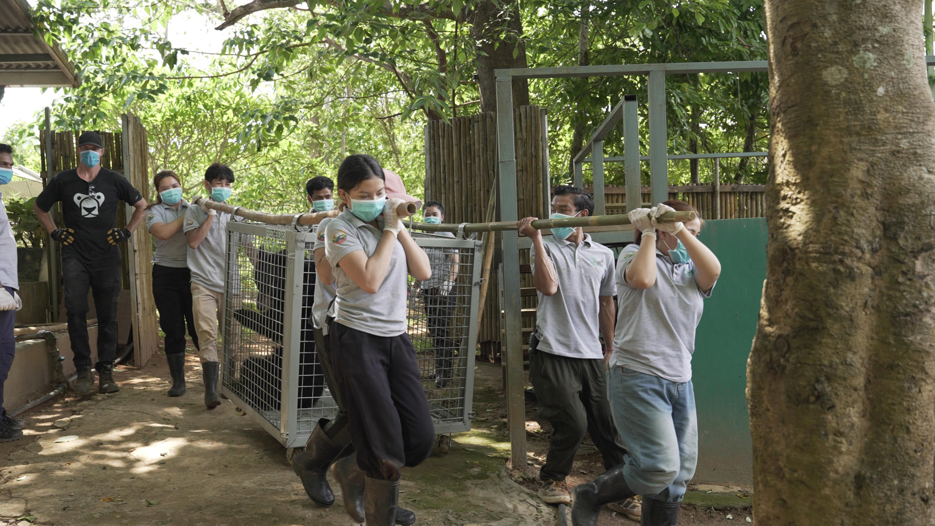 Una veintena de osos negros asiáticos fueron rescatados de una granja ilegal en el norte de Laos, en el mayor operativo del Sudeste Asiático contra las fábricas de bilis, instalaciones donde se les extrae esta sustancia, popular en la medicina tradicional china, mediante métodos invasivos y dolorosos. Las instalaciones, registradas como zoológico para eludir la regulación estatal, mantenían 27 osos confinados en "jaulas diminutas", según informó la organización conservacionista internacional Free the Bears (traducida como Liberen a los osos), responsable del rescate junto a las autoridades de Laos. EFE/Free the Bears/SOLO USO EDITORIAL/SOLO DISPONIBLE PARA ILUSTRAR LA NOTICIA QUE ACOMPAÑA (CRÉDITO OBLIGATORIO)
