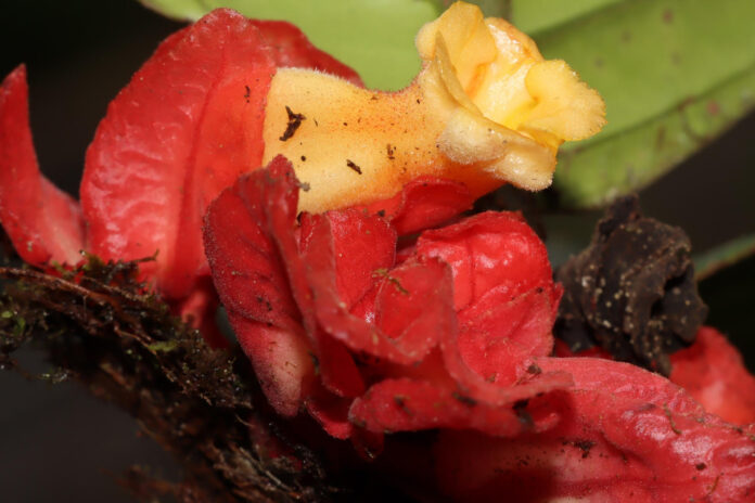 Fotografía cedida por Rocío Rojas, que muestra una nueva especie denominada Drymonia crassolobulata, perteneciente a la familia Gesneriaceae, endémica de la selva central de Perú, descubierta en el Parque Nacional Yanachaga-Chemillén, en la Amazonía del país. EFE/ Rocío Rojas
