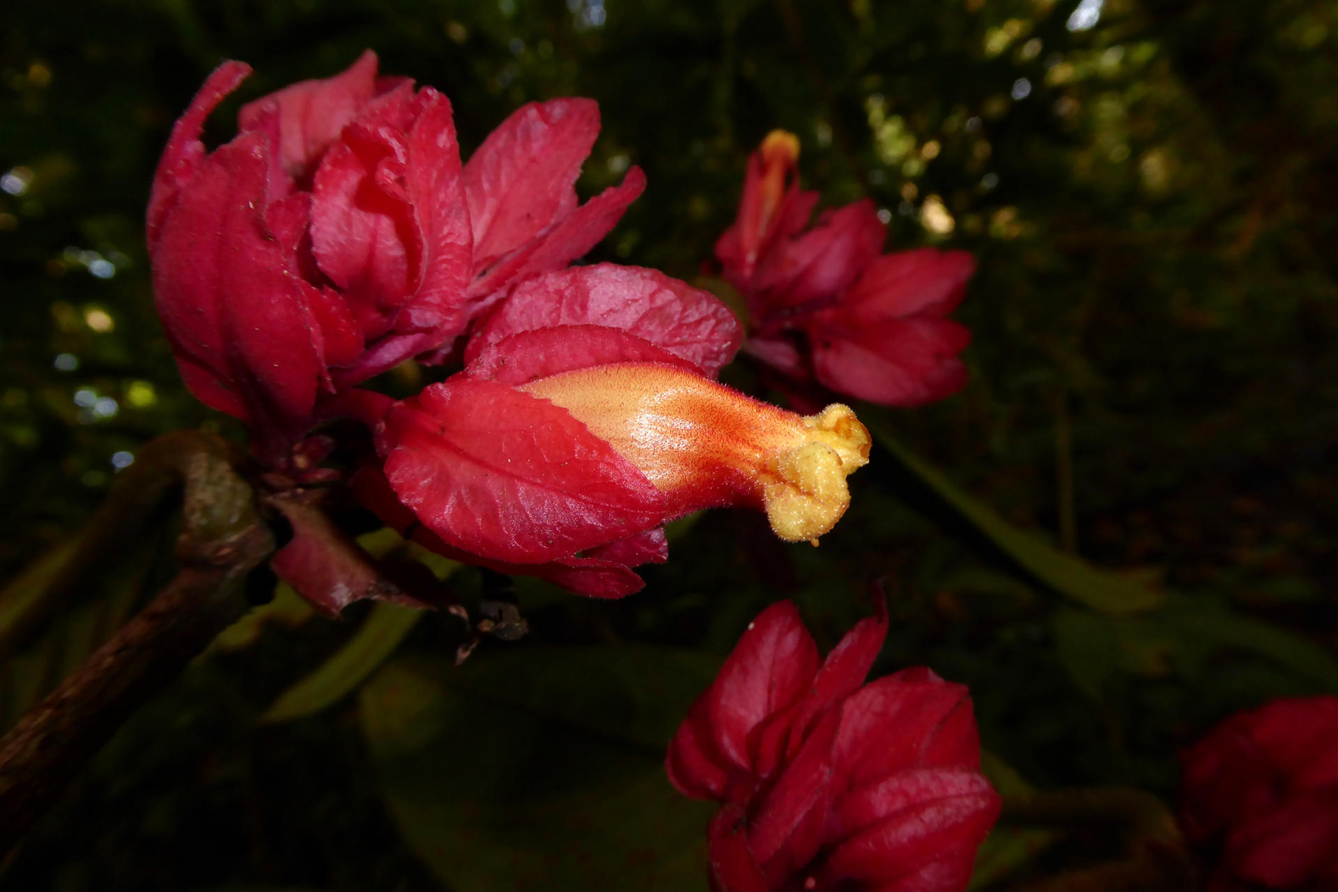 Fotografía cedida por Rodolfo Vásquez, que muestra una nueva especie denominada Drymonia crassolobulata, perteneciente a la familia Gesneriaceae, endémica de la selva central de Perú, descubierta en el Parque Nacional Yanachaga-Chemillén, en la Amazonía del país. EFE/ Rodolfo Vásquez

