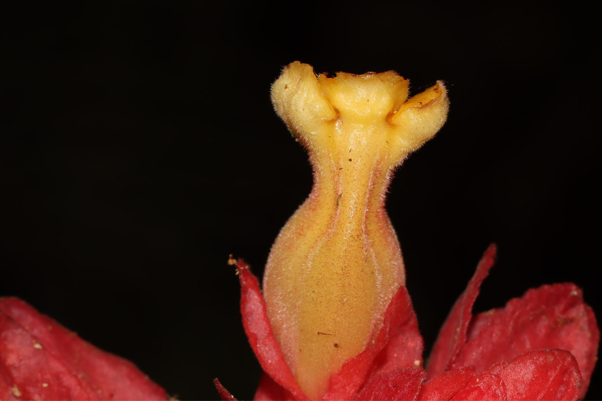 Fotografía cedida por Rocío Rojas, que muestra una nueva especie denominada Drymonia crassolobulata, perteneciente a la familia Gesneriaceae, endémica de la selva central de Perú, descubierta en el Parque Nacional Yanachaga-Chemillén, en la Amazonía del país. EFE/ Rocío Rojas
