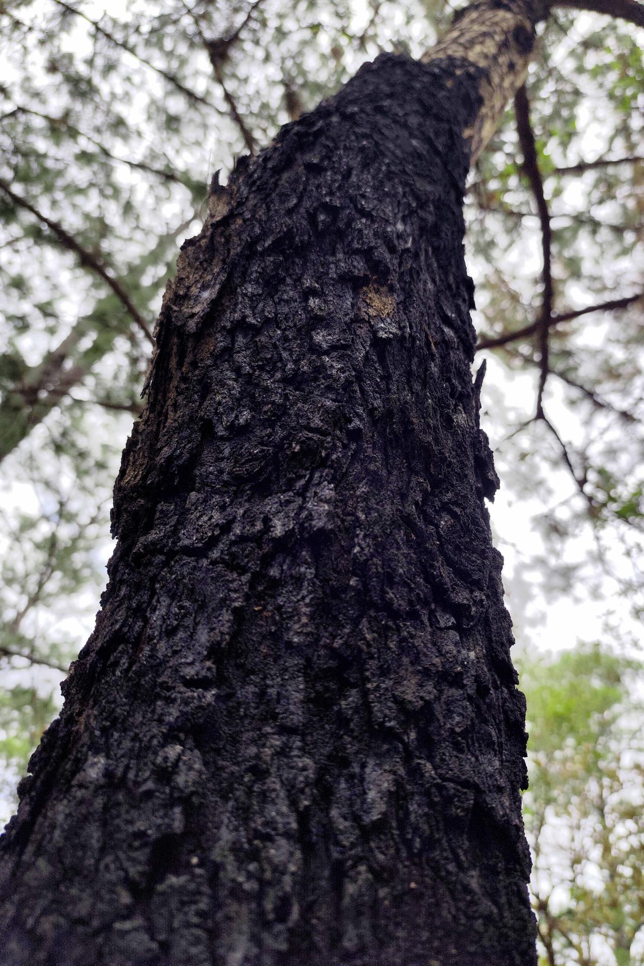 Fotografía de un árbol de roble afectado por un incendio forestal, en la aldea Loma Alta, municipio de Santa Lucia (Honduras). EFE/ Gustavo Amador
