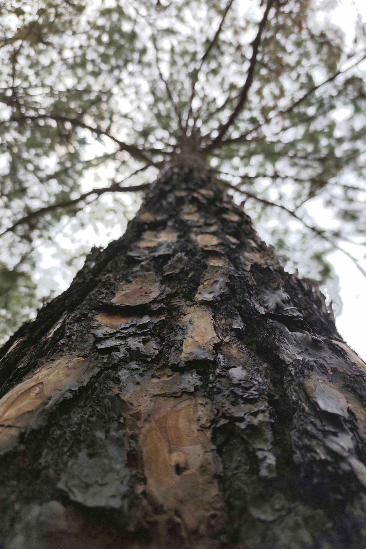 Fotografía de un árbol de pino afectado por un incendio forestal en la aldea Loma Alta, municipio de Santa Lucia (Honduras). EFE/ Gustavo Amador
