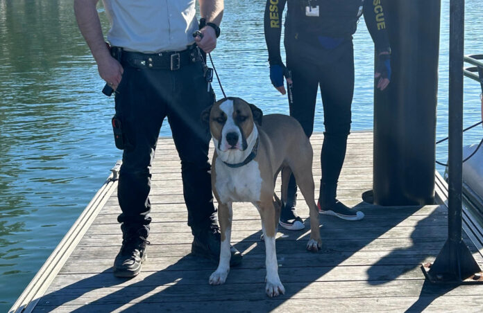 SÍDNEY (AUSTRALIA), 02/06/2026.- Voluntarios del servicio de rescate marítimo de Nueva Gales del Sur, en el este de Australia, rescataron a un perro que fue arrastrado por el mar tras caer desde unas rocas en una localidad costera y que logró sobrevivir al alcanzar a nado una pequeña isla.
EFE/Marine Rescue NSW/SOLO USO EDITORIAL/SOLO DISPONIBLE PARA ILUSTRAR LA NOTICIA QUE ACOMPAÑA (CRÉDITO OBLIGATORIO)
