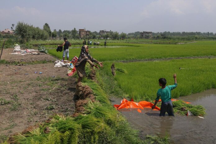 SRINAGAR (India), 01/06/2026.- Personas trabajan en un campo de arroz en India. EFE/EPA/FAROOQ KHAN
