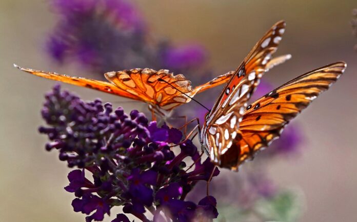 En la imagen de archivo, mariposas se posan en un arbusto floreciente en el campo cerca de Commerce, Texas (EE. UU.). EFE/Larry W. Smith
