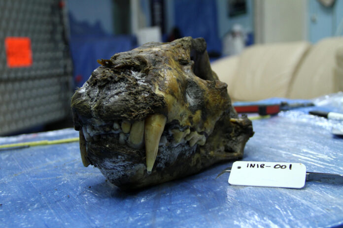 Cráneo de un león de las cavernas subadulto, con restos parciales de tejidos blandos conservados, hallado en el permafrost siberiano cerca del río Indigirka y datado por radiocarbono en unos 34.000 años antes del presente. Crédito: Love Dalén, director de grupo de investigación en el Centro de Paleogenética de Estocolmo
